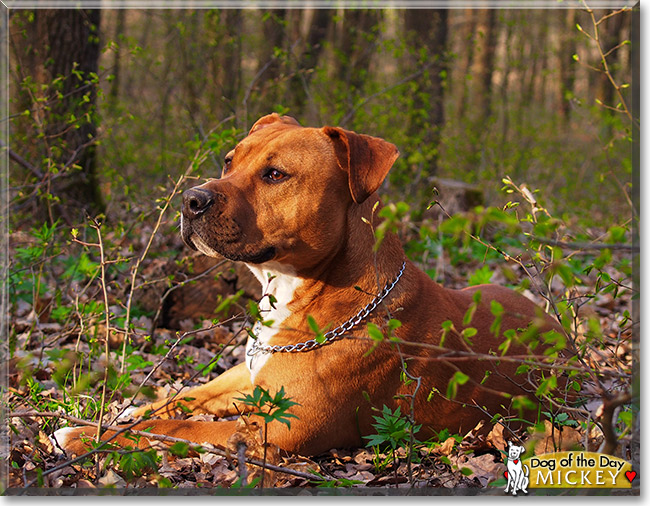 Mickey, the Dog of the Day