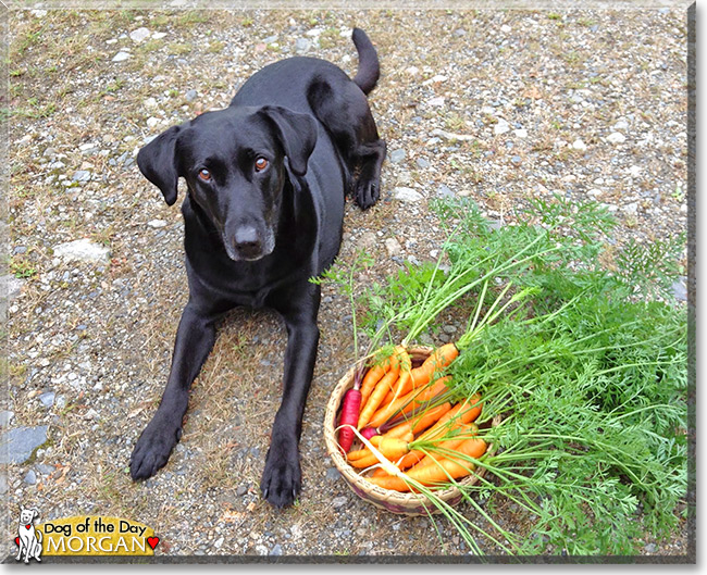 Morgan, the Dog of the Day