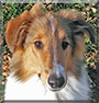 August the Rough Collie