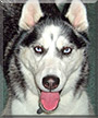 Shiloh the Siberian Husky