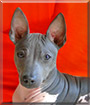 Hilla the American Hairless Terrier