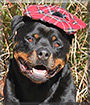 Atom Bomb the Rottweiler