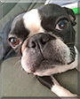 Carl the Boston Terrier