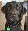 Zeke the Labrador, Border Collie