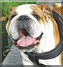 Hermann the English Bulldog