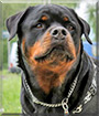 Pongo the Rottweiler