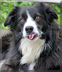 Maggie Magoo the Border Collie mix