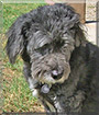 Ella Fitzgerald the Lhasa, Schnauzer mix