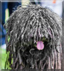 Napoleon the Puli