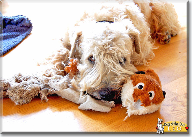 Leo the Irish Soft Coated Wheaten Terrier is the Dog of the Day