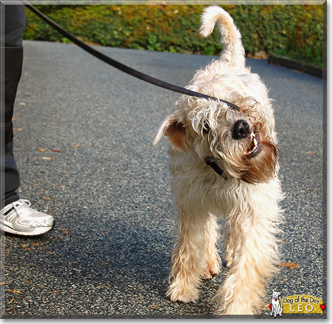 Leo the Irish Soft Coated Wheaten Terrier, the Dog of the Day