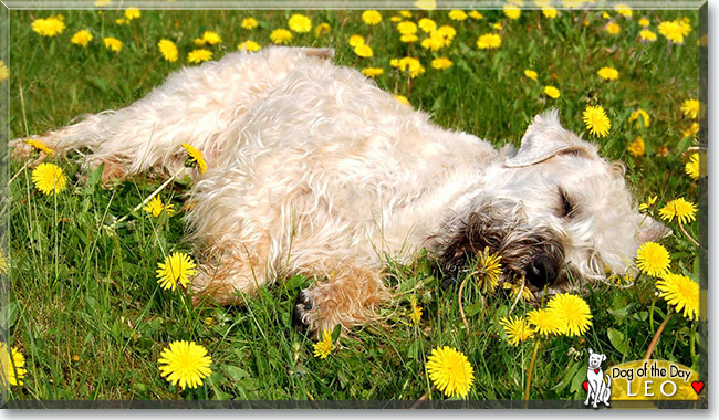 Leo the Irish Soft Coated Wheaten Terrier, the Dog of the Day