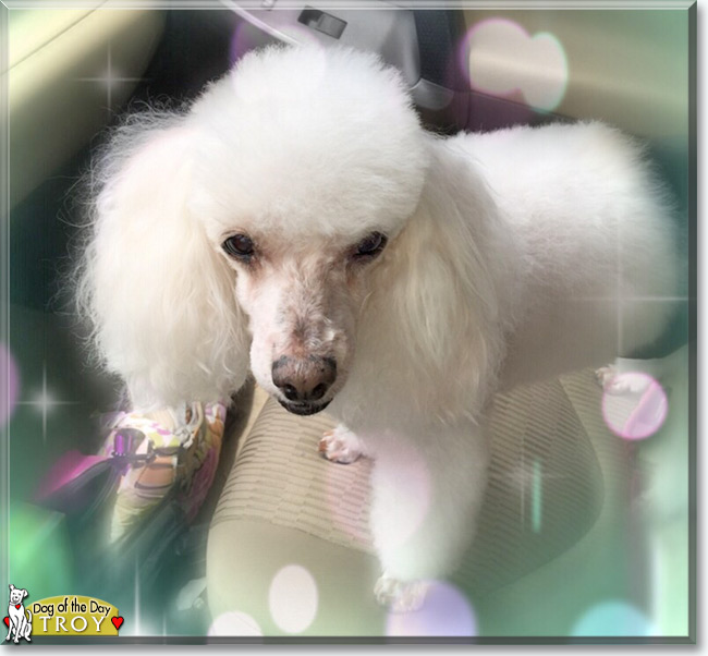 Troy the Miniature Poodle, the Dog of the Day