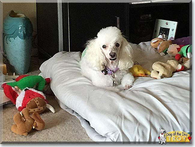 Troy the Miniature Poodle, the Dog of the Day