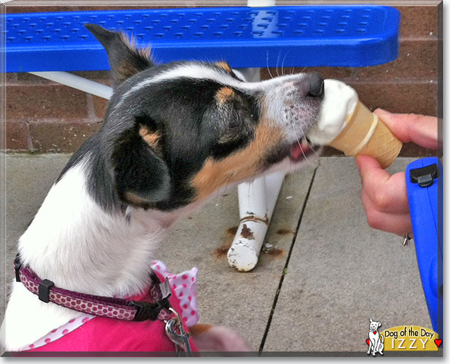 Izzy the Chihuahua Mix is the Dog of the Day