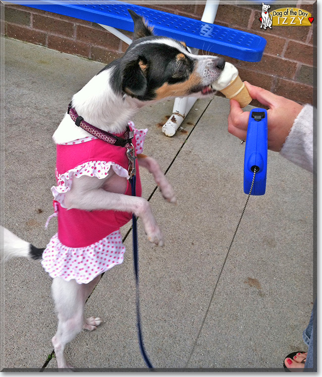 Izzy the Chihuahua Mix, the Dog of the Day