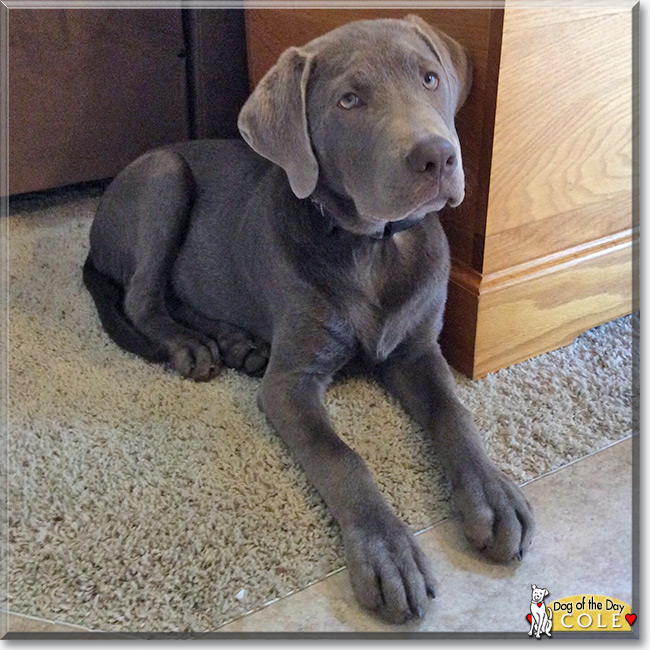 Cole the Labrador Retriever is the Dog of the Day