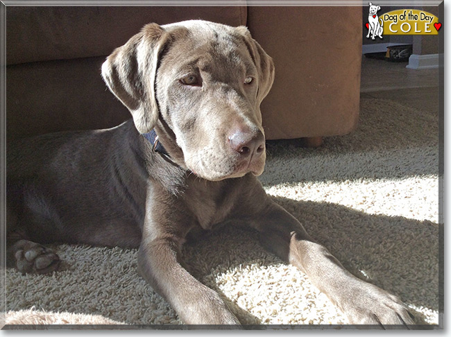 Cole the Labrador Retriever, the Dog of the Day