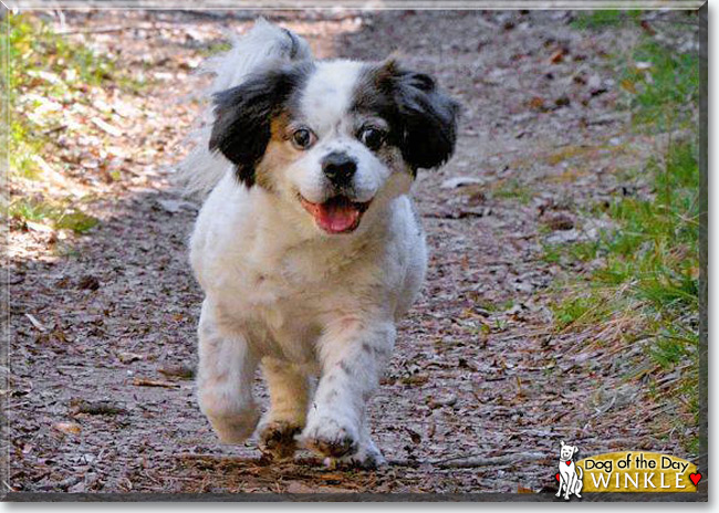 Winkle the Beagle/Pekinese, the Dog of the Day