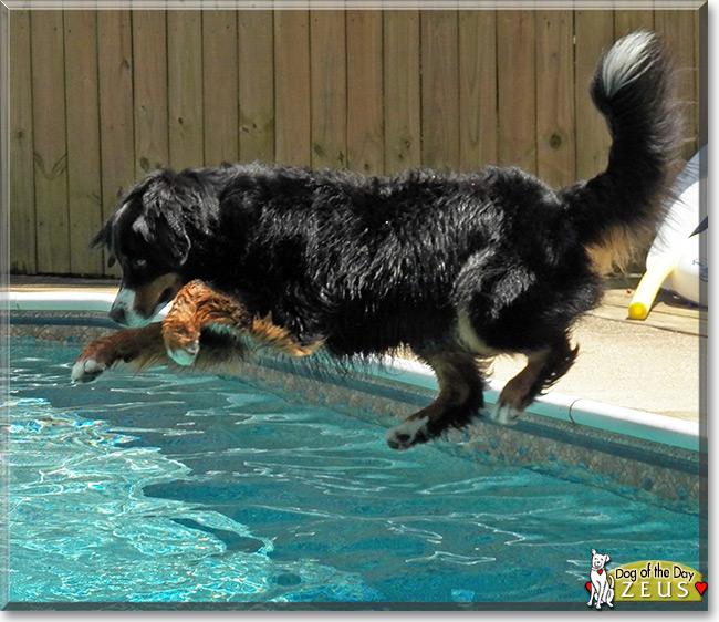 Zeus the Bernese Mountain Dog, the Dog of the Day