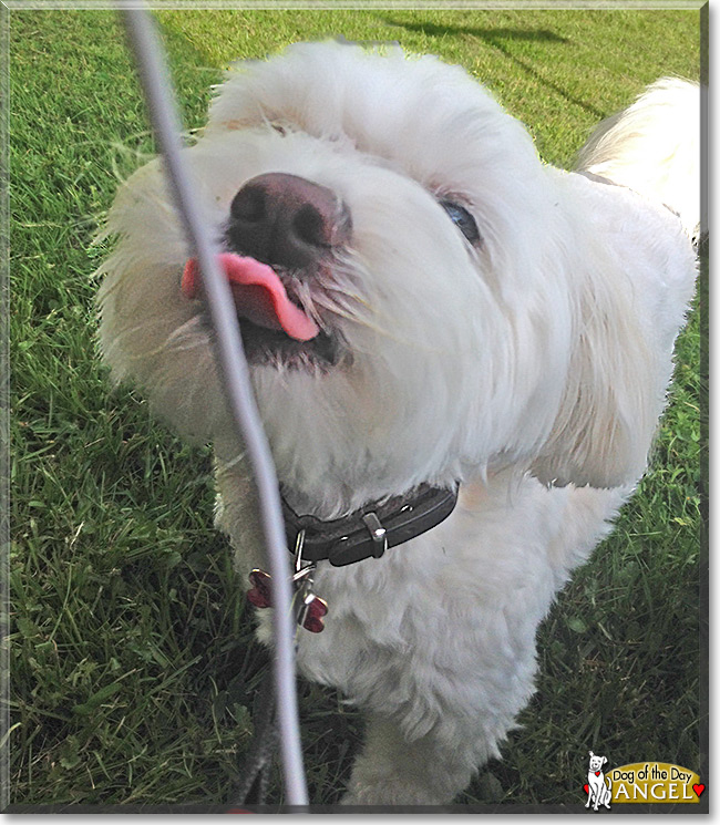 Angel the Lhasa Apso/Chinese Crested Powder Puff, the Dog of the Day