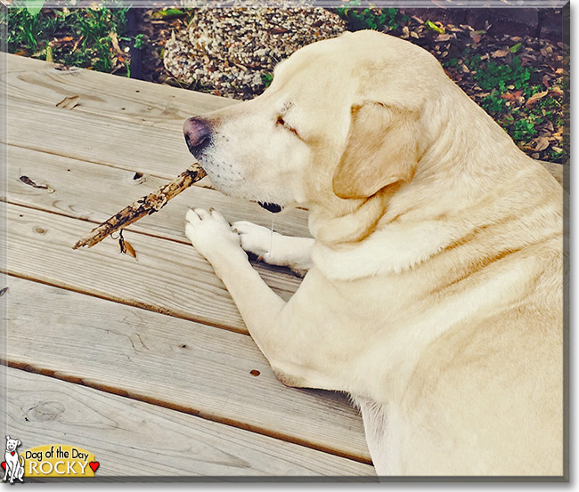 Rocky the Labrador/Pitbull mix, the Dog of the Day