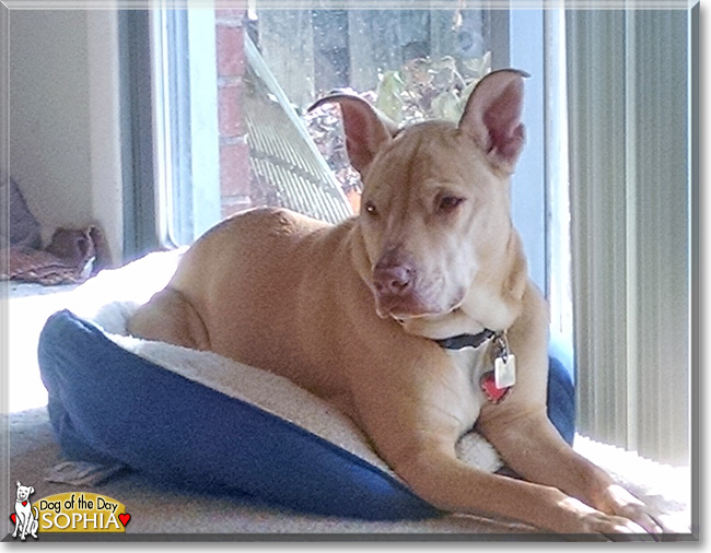 Sophia the Terrier/Labrador mix, the Dog of the Day