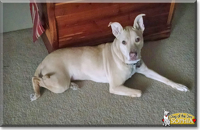 Sophia the Terrier/Labrador mix, the Dog of the Day