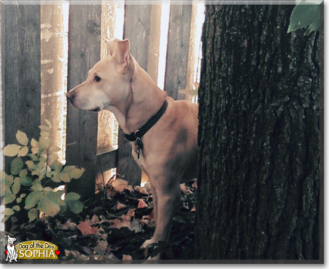 Sophia the Terrier/Labrador mix, the Dog of the Day