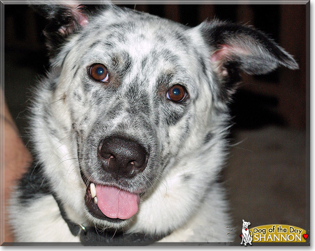 Shannon the Australian Cattle Dog/Border Collie, the Dog of the Day