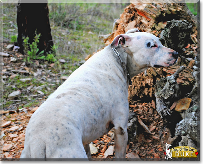 Duke the Staffordshire Terrier/Dalmatian, the Dog of the Day