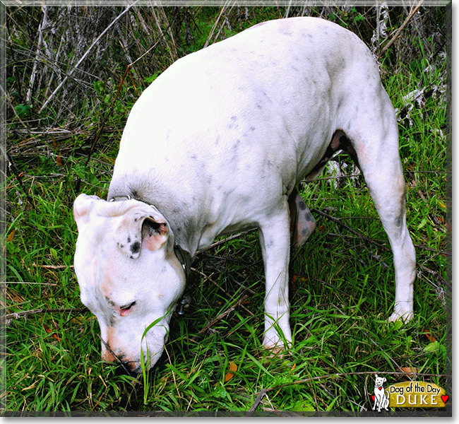 Duke the Staffordshire Terrier/Dalmatian, the Dog of the Day