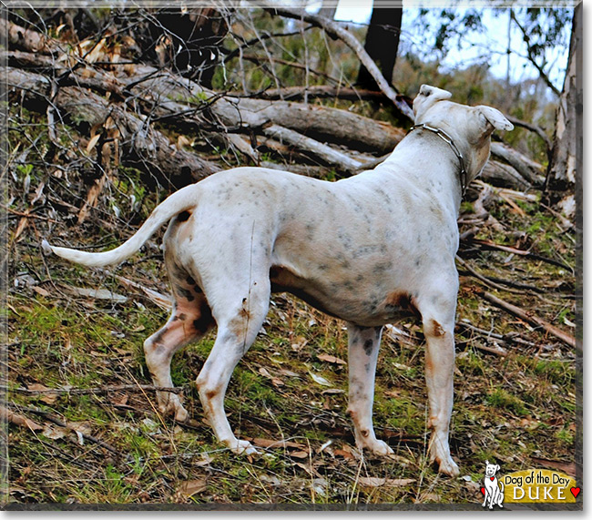 Duke the Staffordshire Terrier/Dalmatian, the Dog of the Day