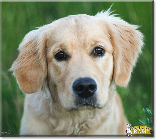 Nami the Golden Retriever, the Dog of the Day