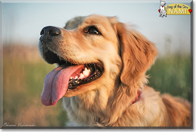 Nami the Golden Retriever, the Dog of the Day