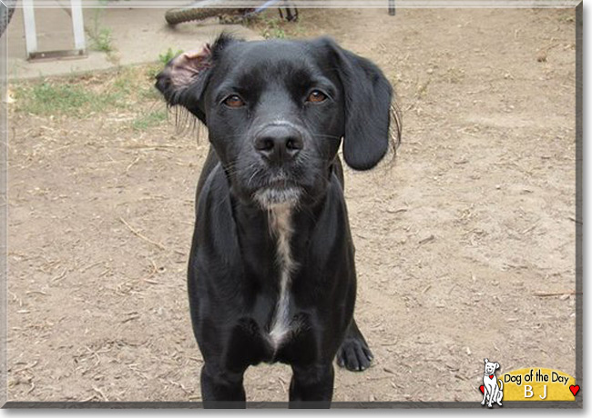 BJ the Dog, the Dog of the Day