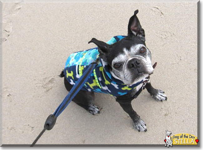  Stella the Boston Terrier, the Dog of the Day