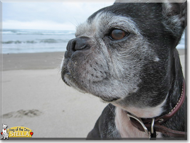  Stella the Boston Terrier, the Dog of the Day