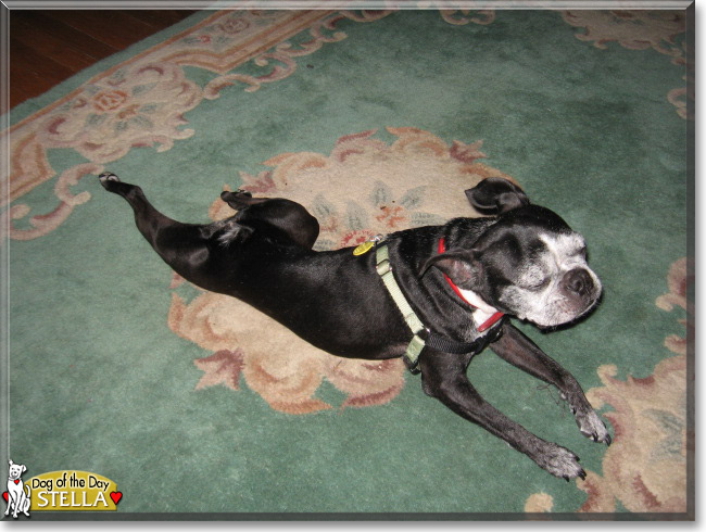  Stella the Boston Terrier, the Dog of the Day