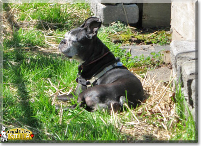  Stella the Boston Terrier, the Dog of the Day