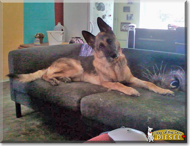 Diesel the German Shepherd, the Dog of the Day