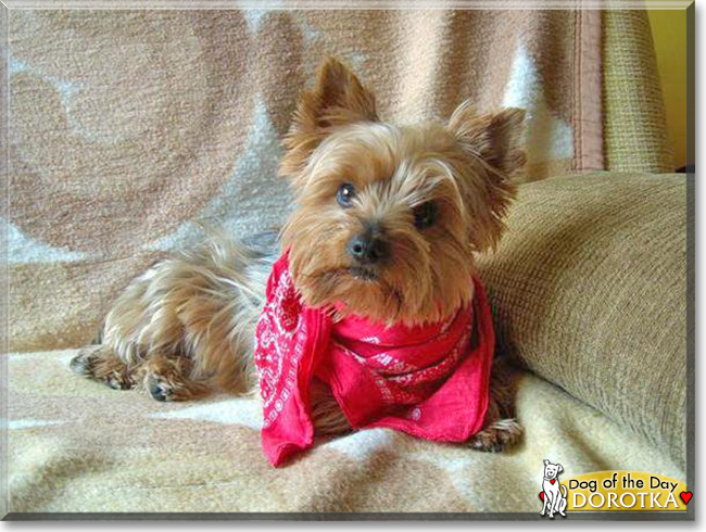 Dorotka the Yorkshire Terrier, the Dog of the Day