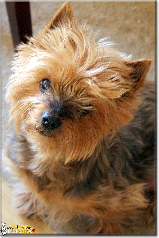 Dorotka the Yorkshire Terrier, the Dog of the Day