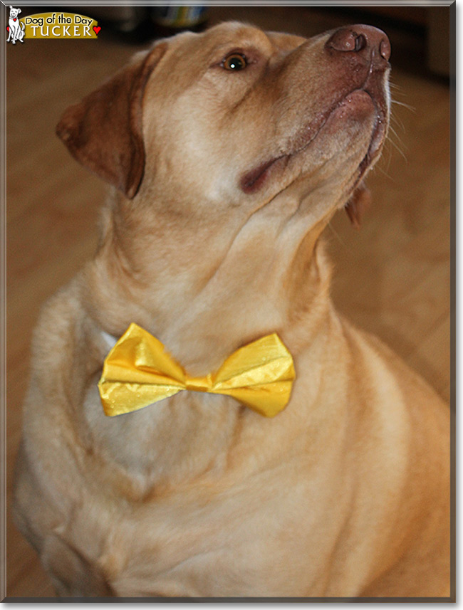 Tucker the Labrador Retriever, the Dog of the Day