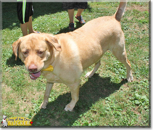 Tucker the Labrador Retriever, the Dog of the Day