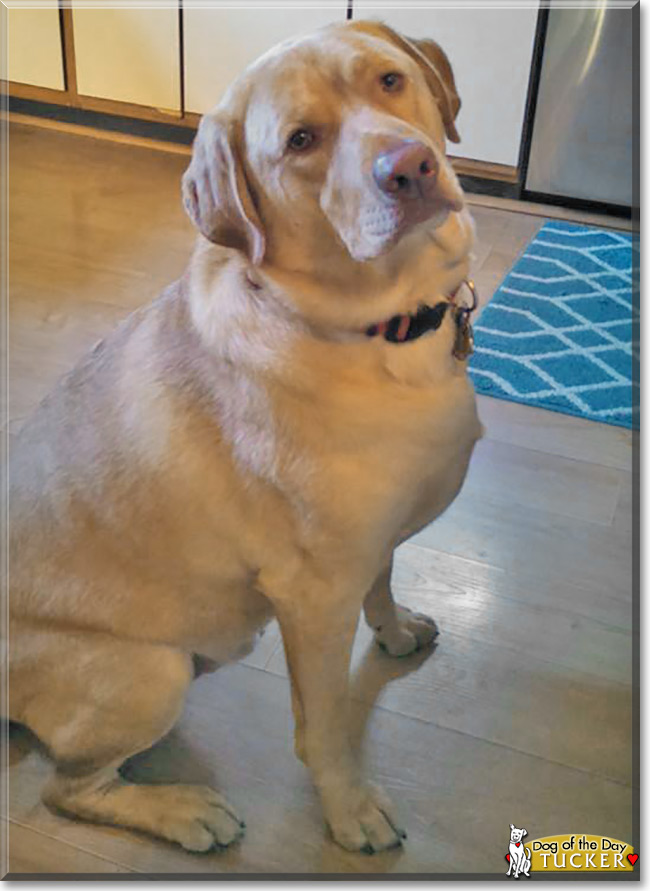 Tucker the Labrador Retriever, the Dog of the Day