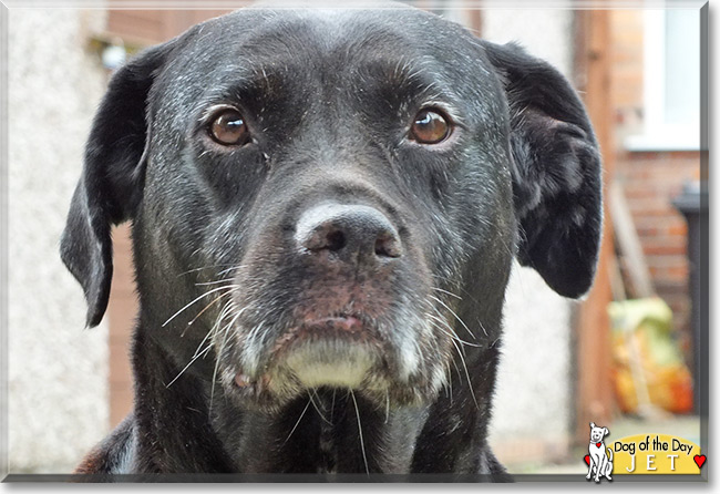 Jet the Black Labrador cross, the Dog of the Day