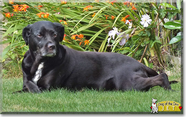 Jet the Black Labrador cross, the Dog of the Day