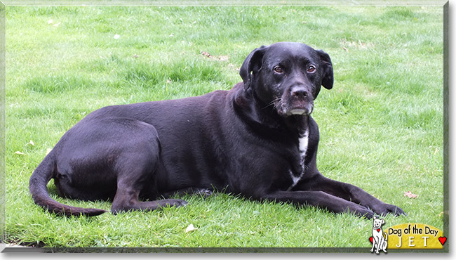 jet black labrador