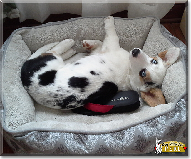 Perl the Cardigan Welsh Corgi, the Dog of the Day